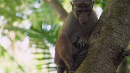 Monkey Perched on a Tree in Tropical Forest