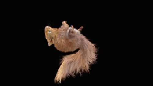 Cute Realistic 3D Animated Squirrel Movement Cycle