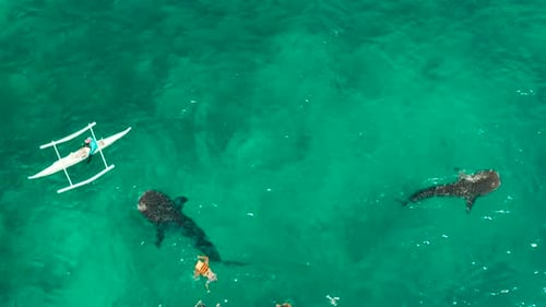 Oslob Whale Shark Watching in Philippines Cebu Island