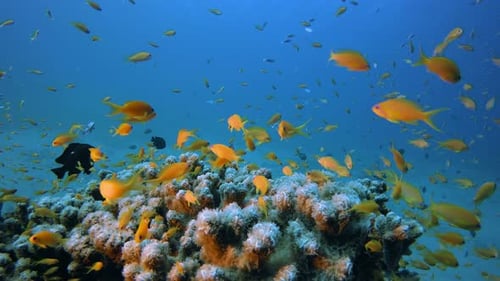 Coral Garden Orange Fish