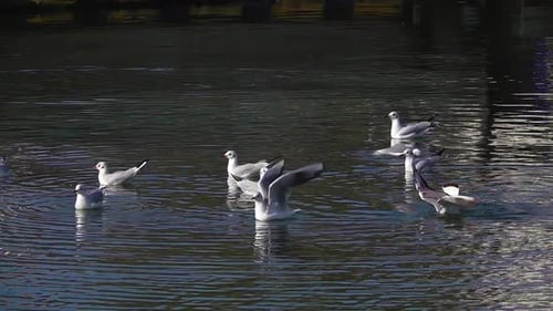 Flock Of Seagulls Bathing And Resting In The Sea