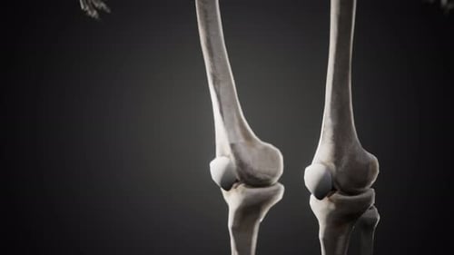 Full Human Skeleton Standing