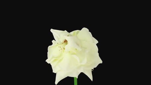 White Rose Wilting Time Lapse on Black Background
