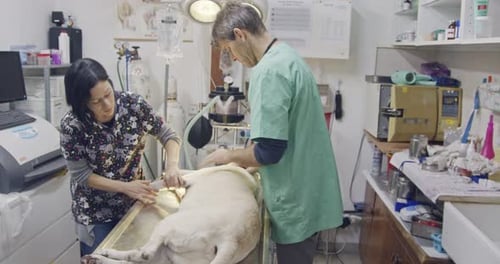 Veterinary surgery - Veterinarian operating a white dog in a pet clinic