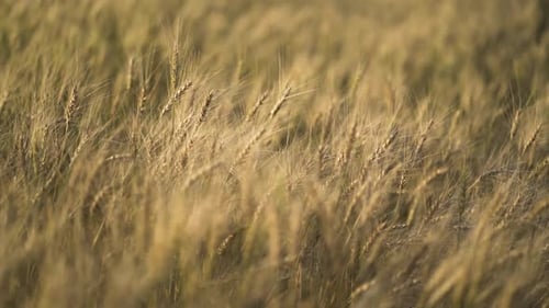 a field of wheat shot close-up of the background image