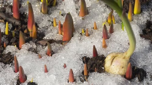 Spring Plant Sprouts Emerging Through Melting Snow