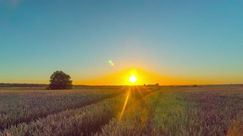 Wheat field and sunset, time-lapse with crane