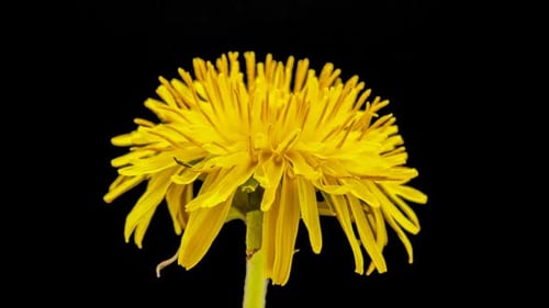 Dandelion Isolated