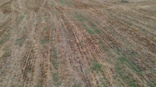 Field Rural