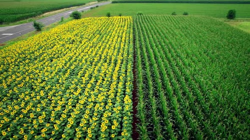 Vue aérienne de rangées de tournesol et de maïs dans les champs.