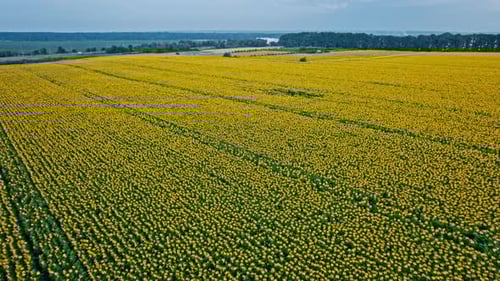 Aerial View of Bright Sunflower Field in Daytime
