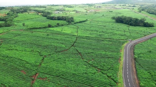 Aerial View of Fresh Green Tea Terrace Farm on the Hill Mauritius