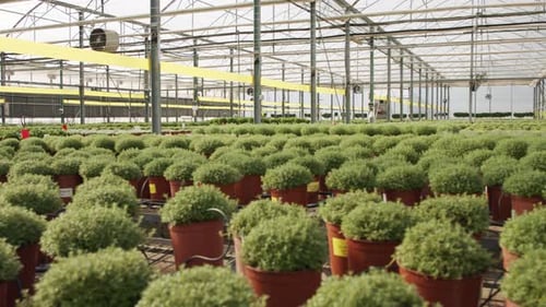 Serre industrielle à grande échelle avec plantes de thym en pot