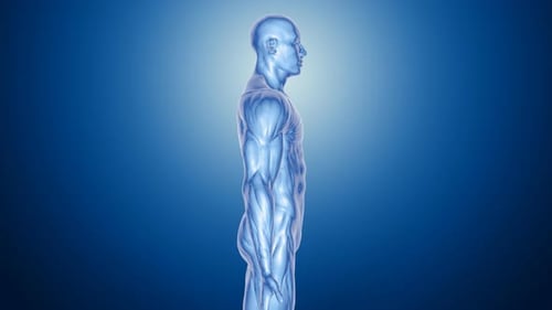 Animated 3D Human Muscular System Scan for Medical Projects