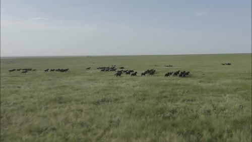 Chevaux sauvages qui courent des Mustangs sauvages sur la belle herbe verte