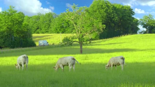 Close Up of Stud Beef Bulls and Cows Grazing on Grass in a Field in France