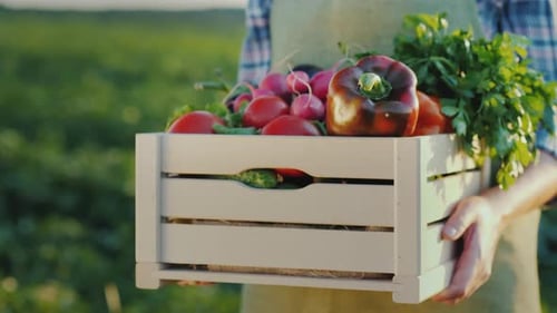 Farmer Holding Crate of Freshly Picked Vegetables