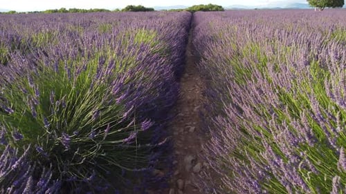 Lavender Cultivation