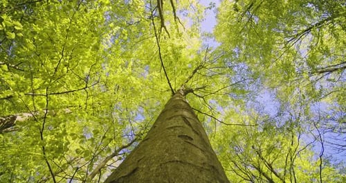 Tilted Shot of Tree Trunk with Its Tree Branches Against Blue Sunny Sky