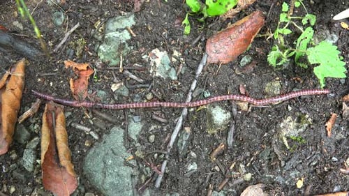 Regenwurm-Körper