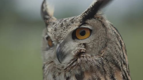 Eagle owl quick head turn in slow motion in forest