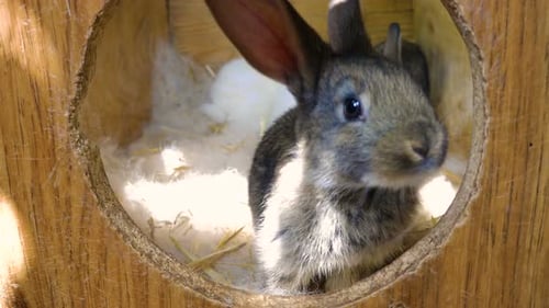 Cute Rabbits Resting Comfortably in Wooden Hutch