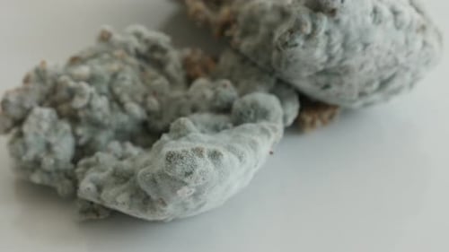 Close Up Footage of Mold