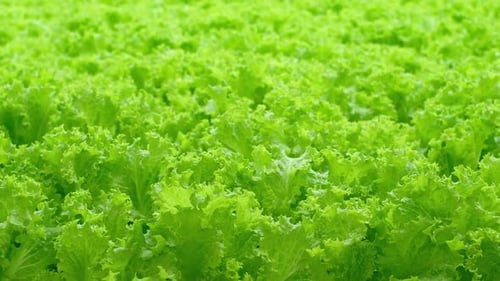 Greenhouse Plantation with Lettuce Greenery