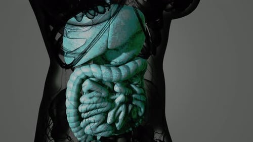 3D Animated Human Abdominal Organs Medical Science Scan