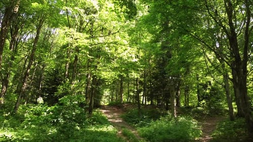 Summer Mountain Path