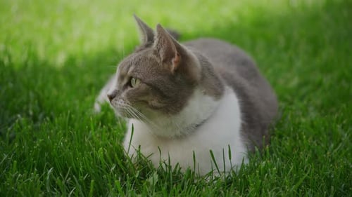 Close Up of a Curious Cat Laying on the Green Grass in the Garden