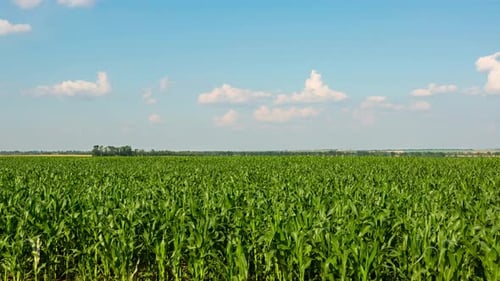 Grünes Maisfeld im Sommer, Zeitraffer