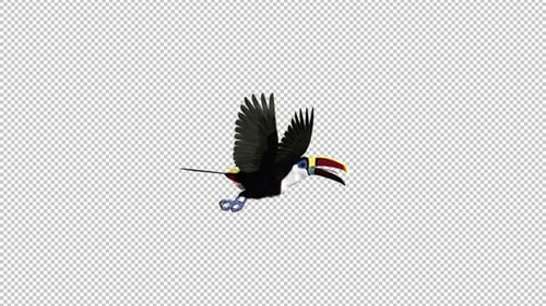 Toucan - I - White Throated - Flying Transition 1 - Side View LS