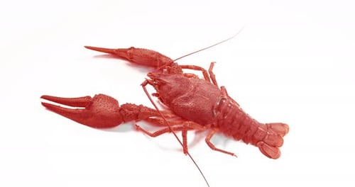 Crawfish Displayed on a White Background