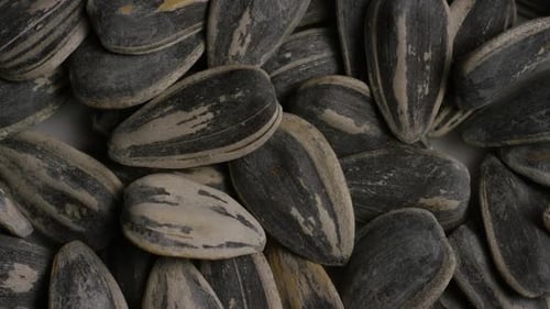 Close Up of Sunflower Seeds with Striped Shells
