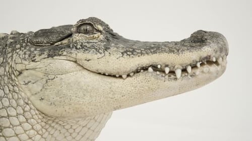 Side profile of alligator breathing