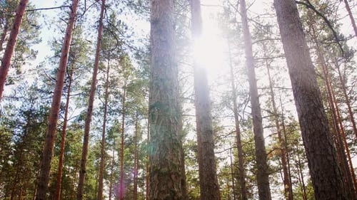 Natural Scene of Pine Forest or Woods