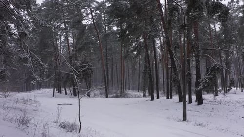 Winter Forest