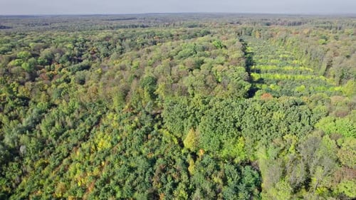Forest with Red and Yellow Trees Aerial Top View