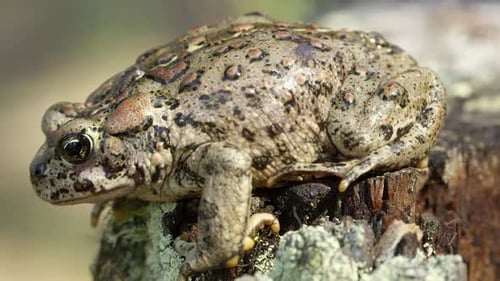 Seitenansicht der Western Toad auf Baumstumpf