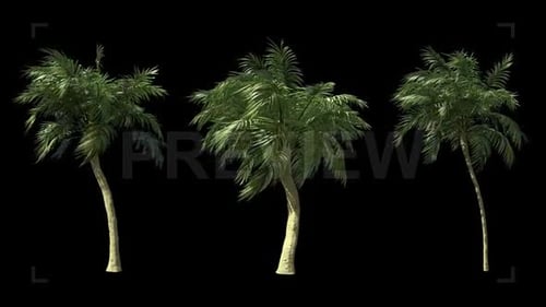 Animated Realistic Palm Trees Swaying in Wind on Alpha Channel