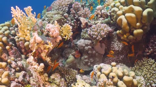 Tropical Fish on Vibrant Coral Reef
