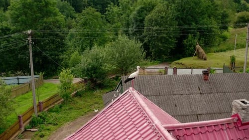 Vue aérienne Drone : cigogne dans le toit (V4)