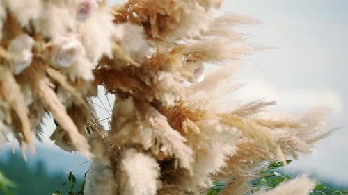 Wedding Archway Decorated with Pampas Grass and Roses