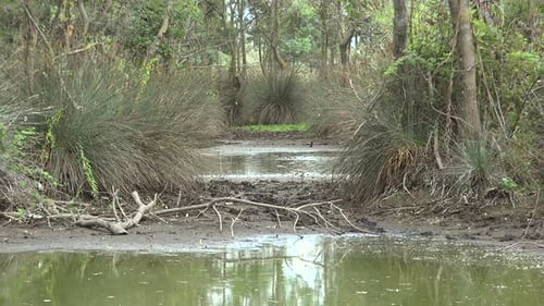 Small Lake and Swamp in the Mangrove Forest