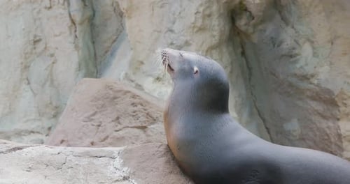 Sea lion on the rock