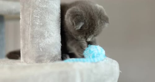 Cute Kitten Plays with Toy Mouse Indoors