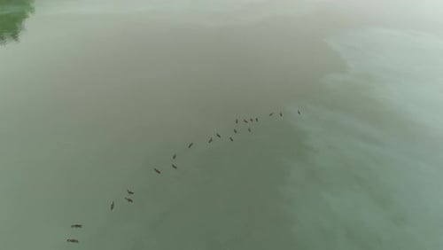 Urogallo nadando en el lago