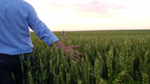 Agribusiness Checking the Growth of Wheat Green Wheat Field
