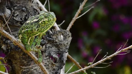 Caméléon commun vert regardant autour d'une branche